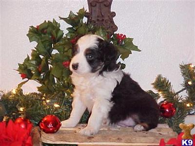Miniature Australian Shepherd Puppies for Sale
